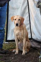 Test Dog