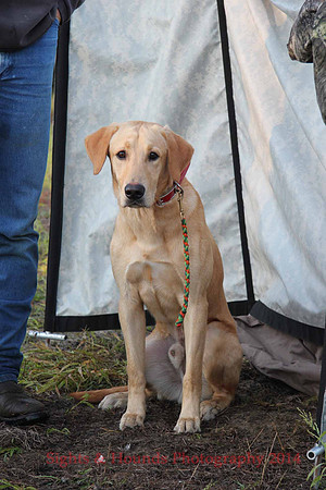 Test Dog