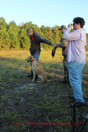 Junior Test Dog
