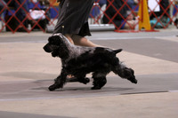 Best In Show