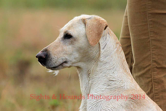 Test Dog