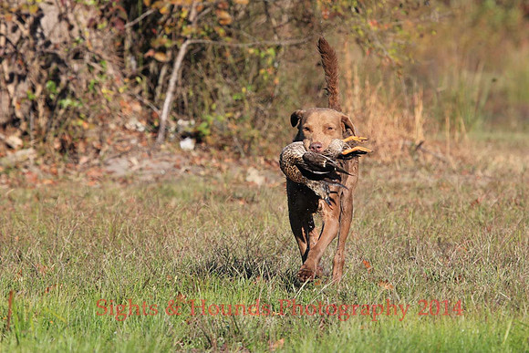 G. Mathinuss (Dog Unknown)
