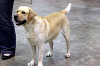 Labrador