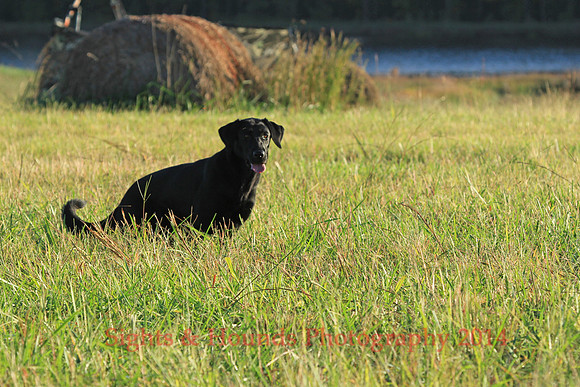 TEST DOG