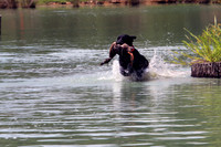 Test Dog