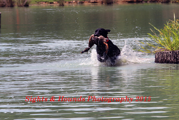 Test Dog