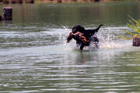 Test Dog