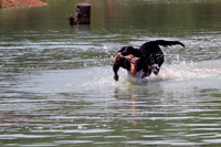 Test Dog