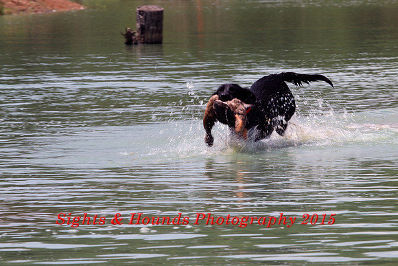 Test Dog