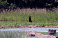 Test Dog