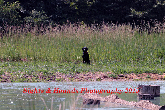 Test Dog