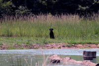 Test Dog