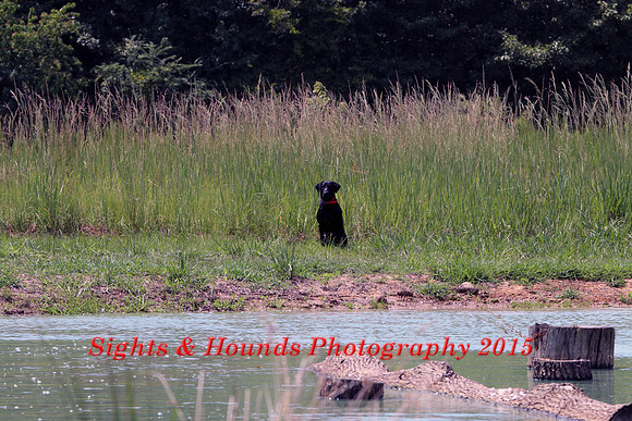 Test Dog