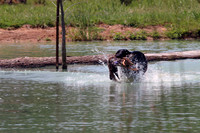 Test Dog