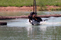 Test Dog