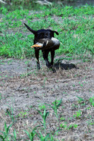 Test Dog