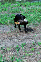 Test Dog