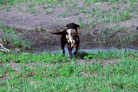 Test Dog
