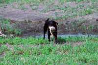 Test Dog