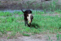 Test Dog