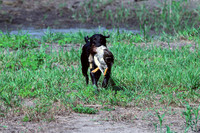 Test Dog