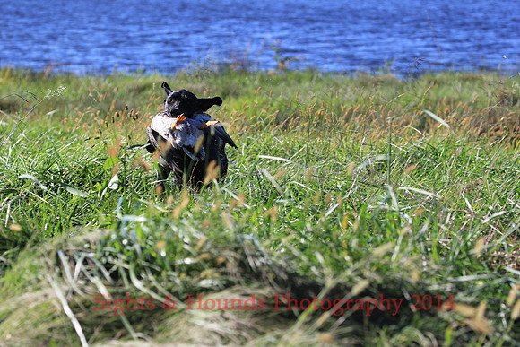 MOLLY - #9 MISS MOLLY'S RARING TO GO