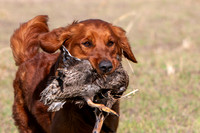 2026 March Sandhills Retriever Club Hunt Test