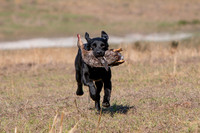 TORCH THE BYE DOG