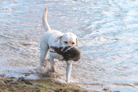 GEORGIA TEST DOG