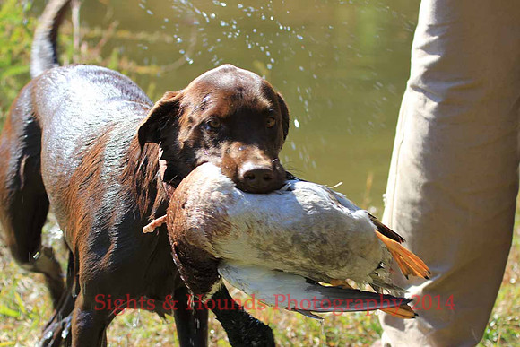 Bird dog Davis