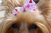 Dog Days