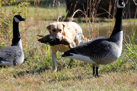 Test Dog with a back up...