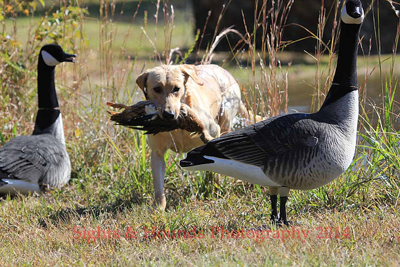Test Dog with a back up...
