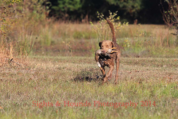G. Mathinuss (Dog Unknown)