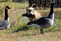 Test Dog with a back up...