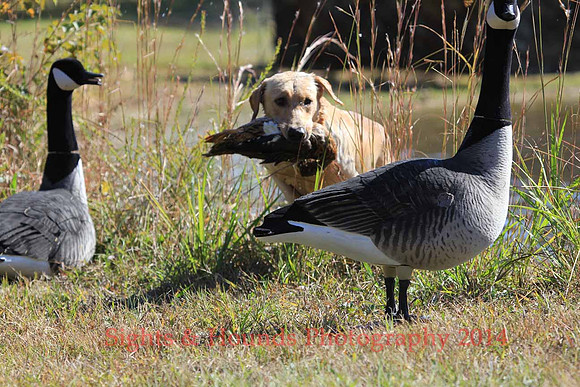 Test Dog with a back up...