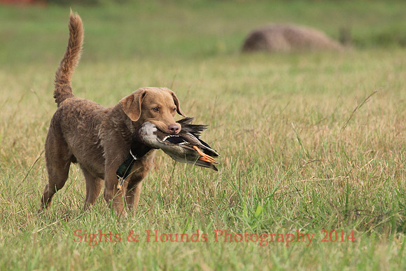 SCOUT