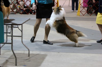 Herding