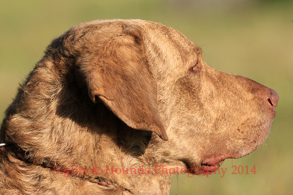 OSSIE