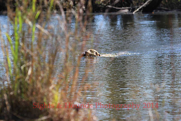 Test Dog with a back up...