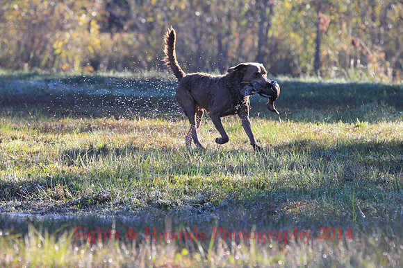 G. Mathinuss (Dog Unknown)