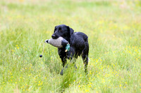 SUPER RETRIEVER SERIES MAY 2018