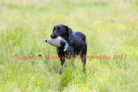 SUPER RETRIEVER SERIES MAY 2018