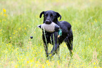 SUPER RETRIEVER SERIES MAY 2018