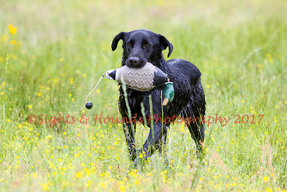 SUPER RETRIEVER SERIES MAY 2018