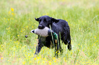 SUPER RETRIEVER SERIES MAY 2018
