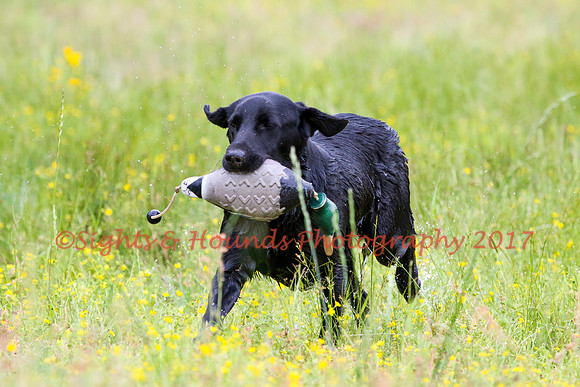 SUPER RETRIEVER SERIES MAY 2018