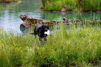SUPER RETRIEVER SERIES MAY 2018