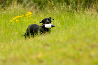 SUPER RETRIEVER SERIES MAY 2018