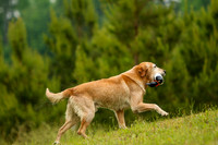 SUPER RETRIEVER SERIES MAY 2018
